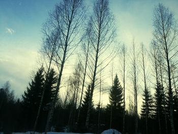 Low angle view of trees against sky