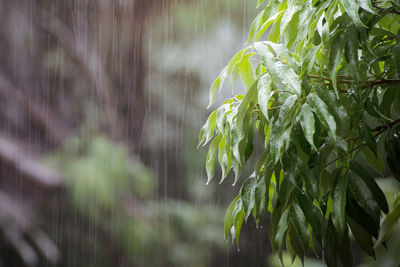 Close-up of wet plants in rainy season