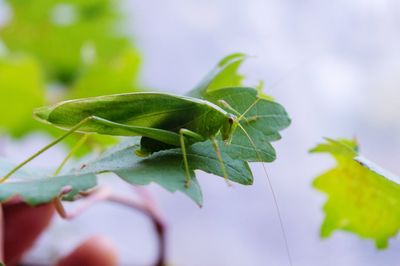 Close-up of grasshopper on plant