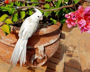 High angle view of bird perching on flower