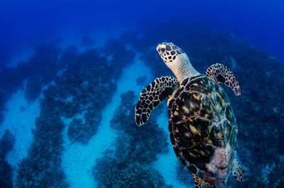 Hawksbill turtle in front of camera