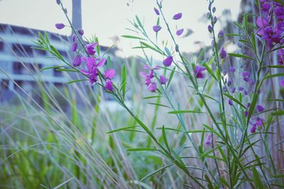 Close-up of purple flowers blooming in field