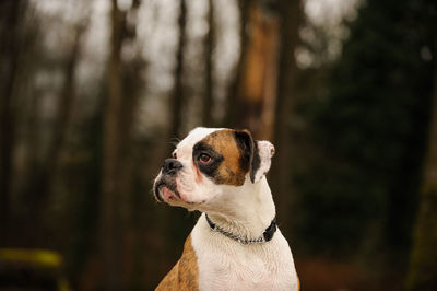 Close-up of dog looking away at forest