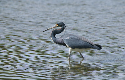 Bird on a lake