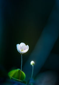 Beautiful white wood sorrel flowers blooming on a forest ground. shallow depth of field. 