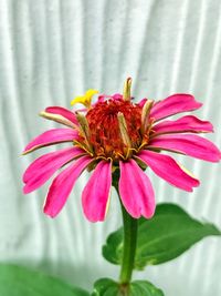 Close-up of flower blooming outdoors