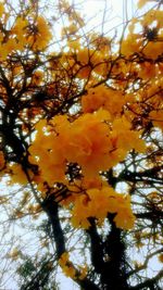 Low angle view of flowering tree against sky