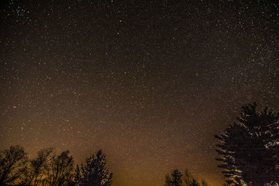 Low angle view of silhouette trees against star field at night