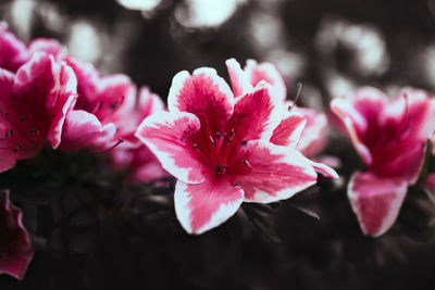 Close-up of pink rose flowers