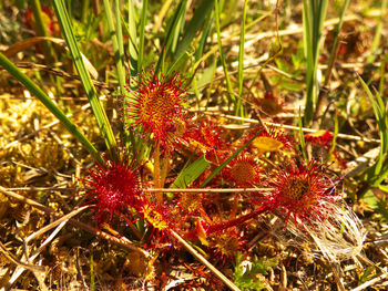 Close-up of red flowers