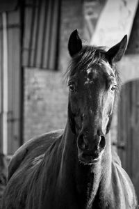 Close-up of horse