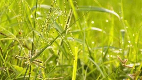 Close-up of wet plant on field