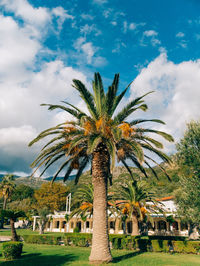 Palm trees in park against sky