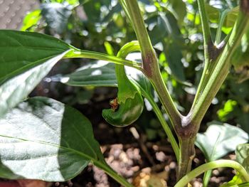 Close-up of leaves on plant