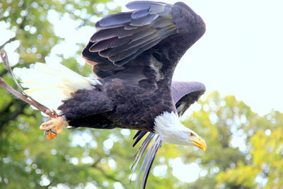 Close-up of bird perching on branch