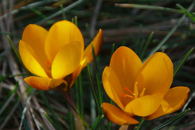 Close-up of yellow crocus flowers in field