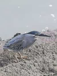 Seagull perching on a beach