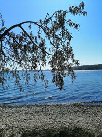 Tree by lake against clear blue sky