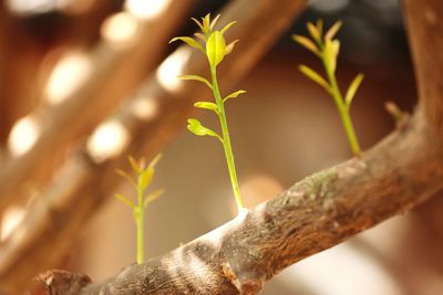 Close-up of fresh plant