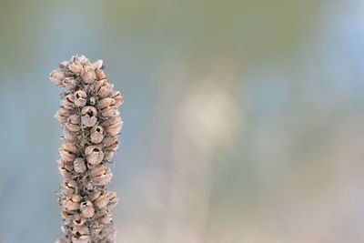 Close-up of plant against blurred background