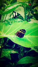 Close-up of butterfly on leaf