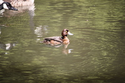 Duck swimming in lake