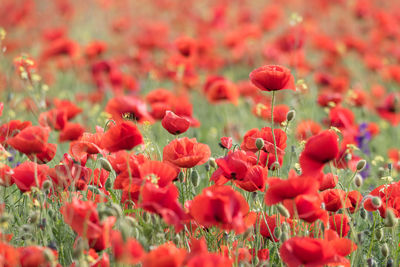 Close-up of red poppy flowers in field