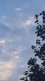 Low angle view of silhouette tree against sky