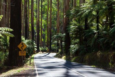 Road amidst trees in forest