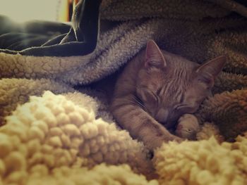 Close-up of cat sleeping on rug