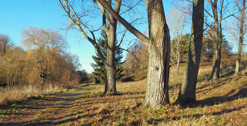 Trees on field against sky