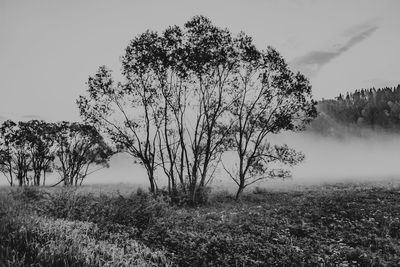 Tree on field against sky