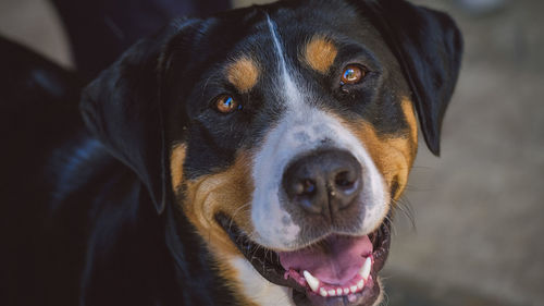 Close-up portrait of dog