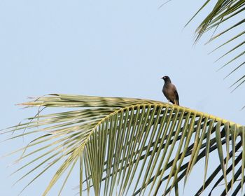 Low angle view of bird perched on tree