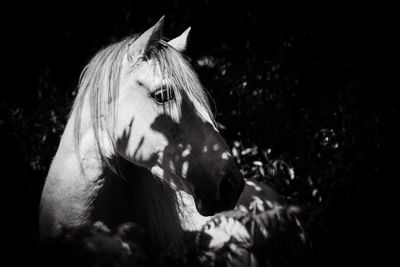 Horse in the shadows, outdoors in black and white.