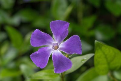 Close-up of purple flowering plant