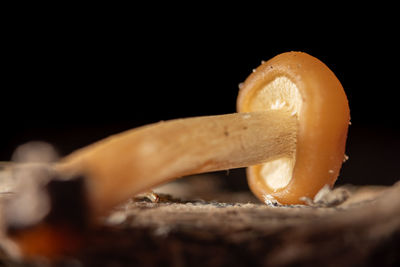 macro photography
