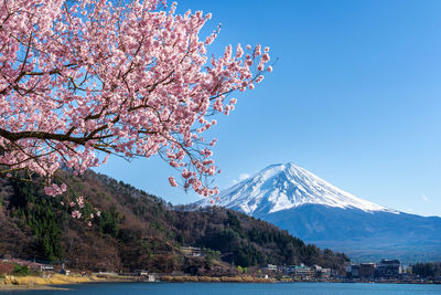 View of cherry blossom from snowcapped mountain