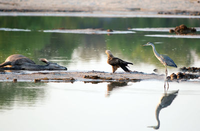 Birds on a lake, with recent kill