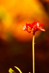 Close-up of red flowers