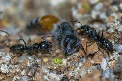 Close-up of ant on rock