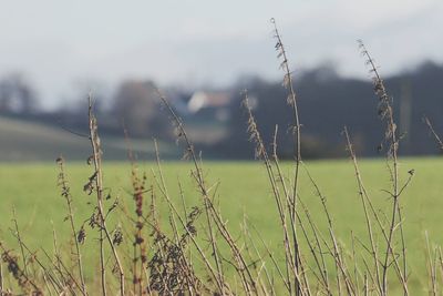 Close-up of grass in field
