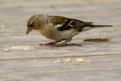 Close-up of bird