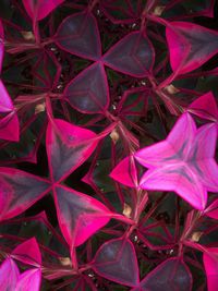 Full frame shot of plants