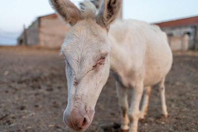 Close-up of a white donkey on field at asinara island