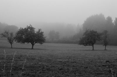 Trees on field against sky during foggy weather