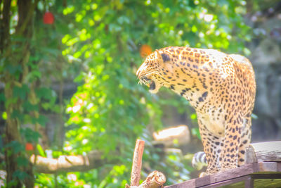 Side view of a cat