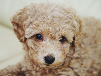 Portrait of poodle puppy looking at camera