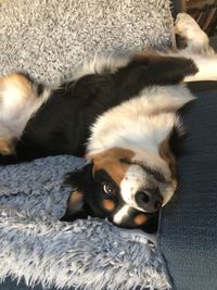 Portrait of dog resting on sofa at home