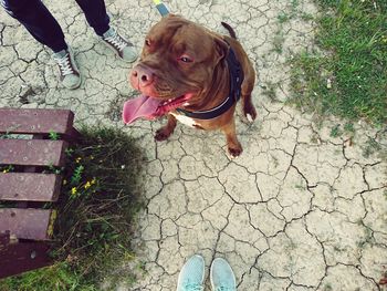 Dog standing outdoors